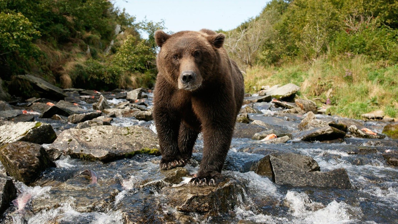 Alone Among Grizzlies with Richard Terry