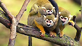 Primate Families