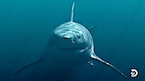 When Sharks Attack