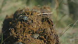 Dung Dynasty