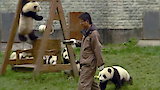 Earthquake: Panda Rescue