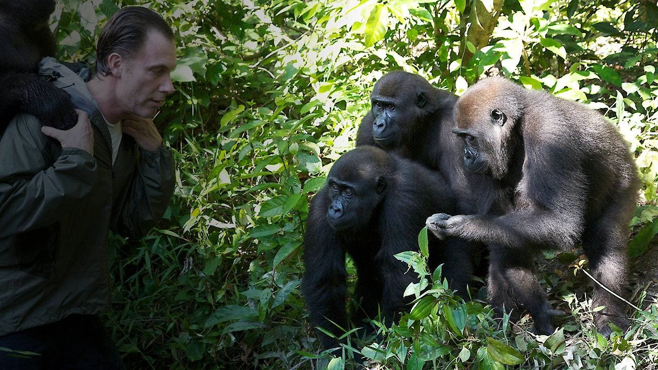 Gorilla School