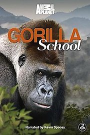 Gorilla School