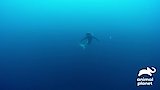 The Great Shark Chase