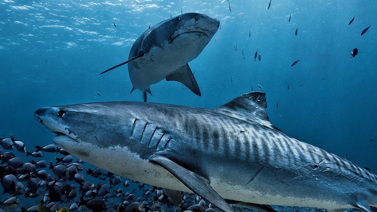 The Great Shark Chase