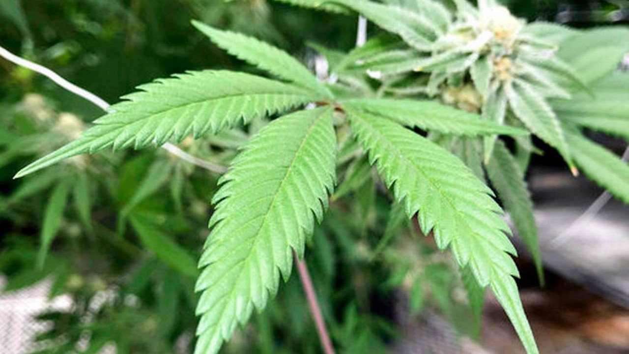 High Risk, High Reward: Cannabis Inc.