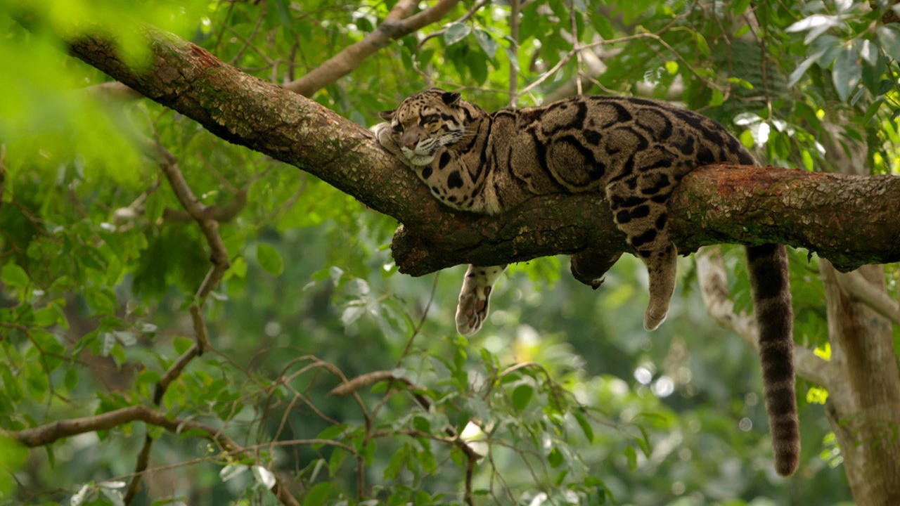 India's Wild Leopards