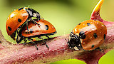 God's Darling: Beetles