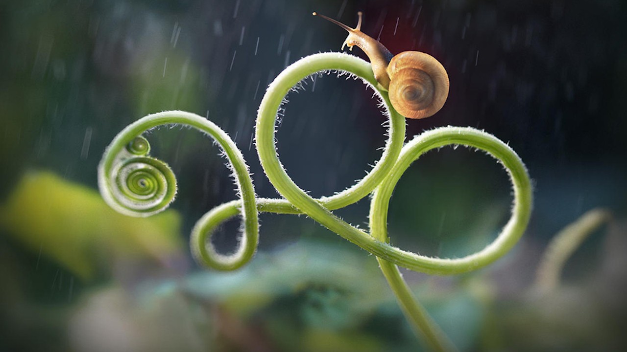 Macro Worlds
