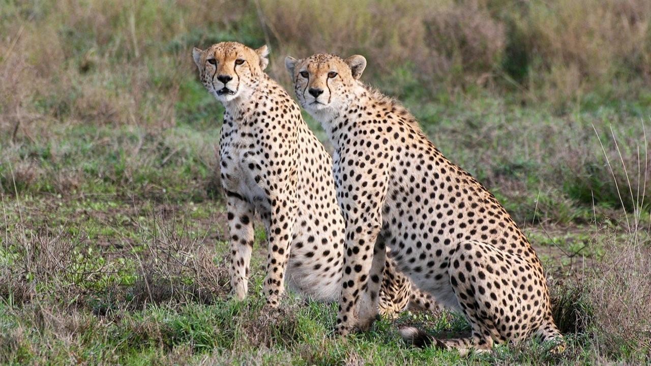 Surviving the Serengeti