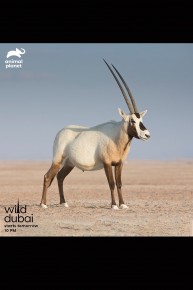 Wild Dubai