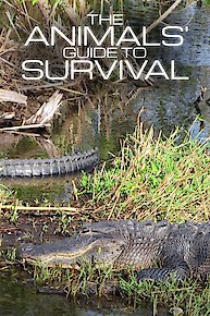 The Animals' Guide to Survival