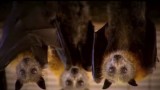 A Tornado of Bats and More