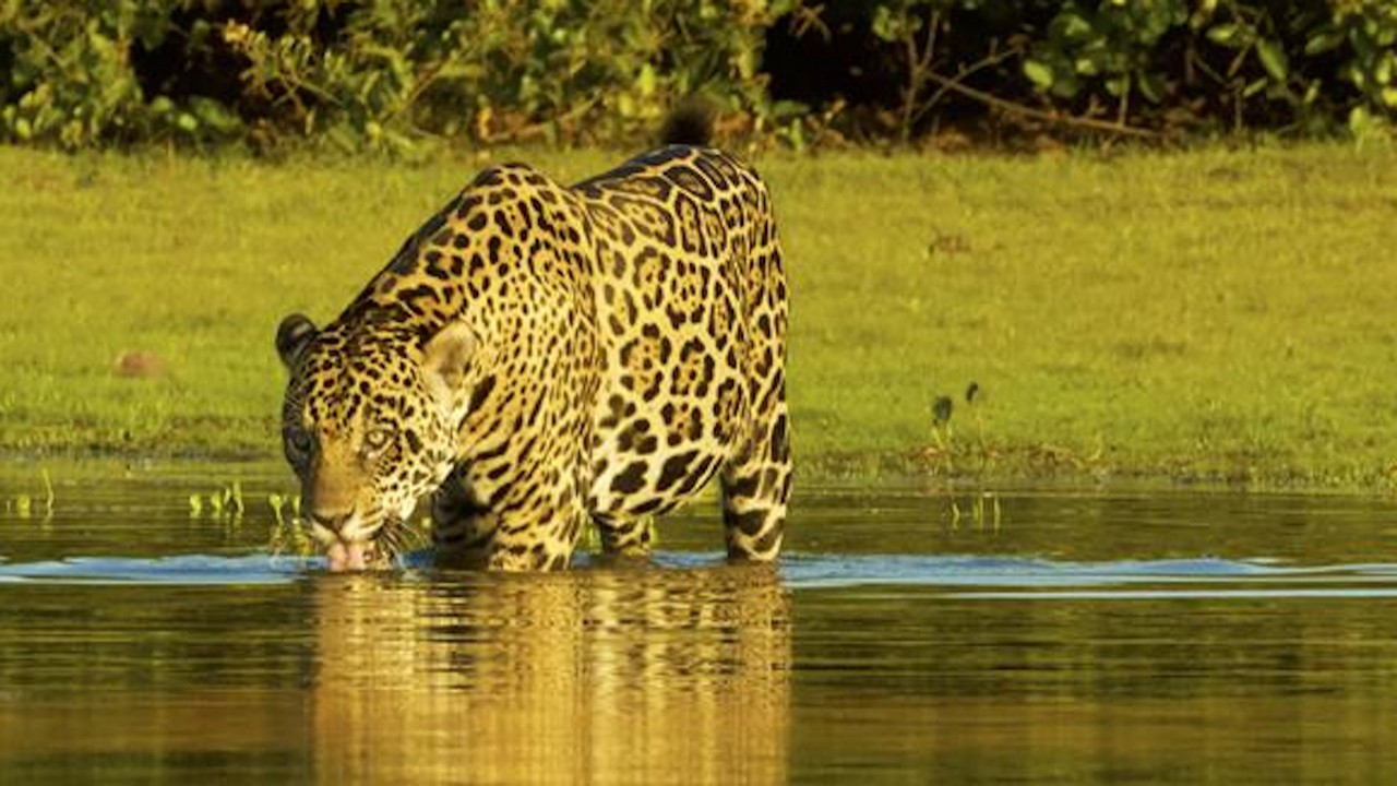 Brazil's Emerald Oasis