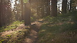 Sequoia National Forest