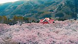 Living Among Trees