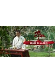 Desde el jardin Ohno