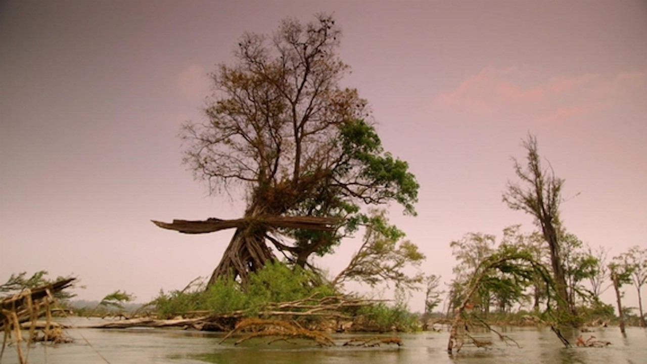 Wild Monsoon