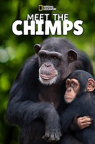 Meet The Chimps