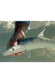 Inside Sportfishing- On The Edge