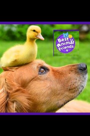 Best Animal Friends