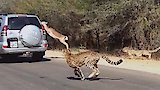 Cheetah Chase