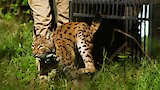 The Missing Lynx