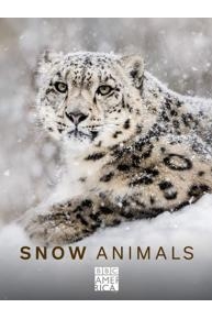 Snow Animals