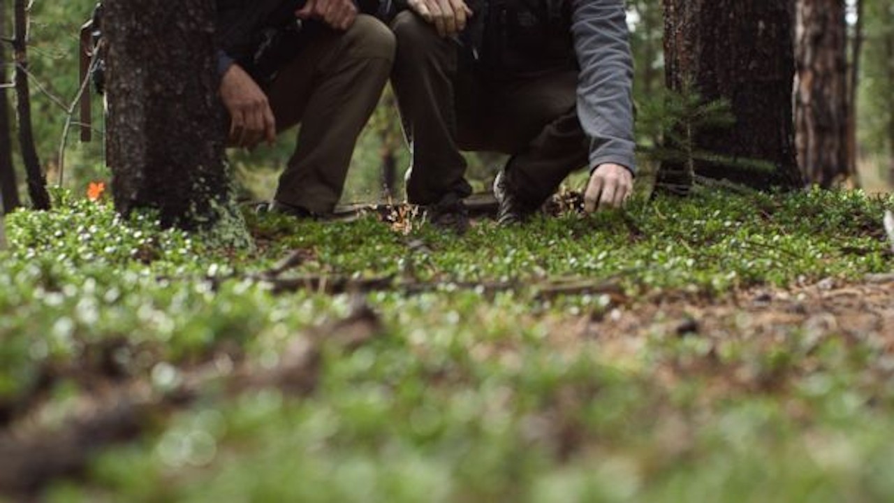 FiveThirtyEight's The Collectors