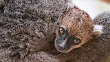 Madagascar