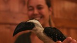 Hip Hoppin' Hornbills