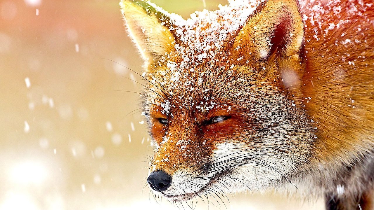The Wonder of Animals