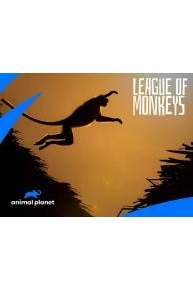 League of Monkeys