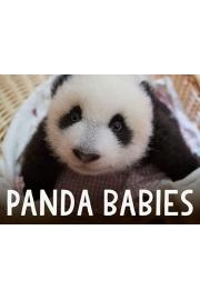 Panda Babies