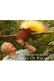 Attenborough's Birds of Paradise