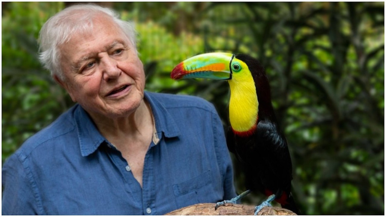 Life in Color With David Attenborough