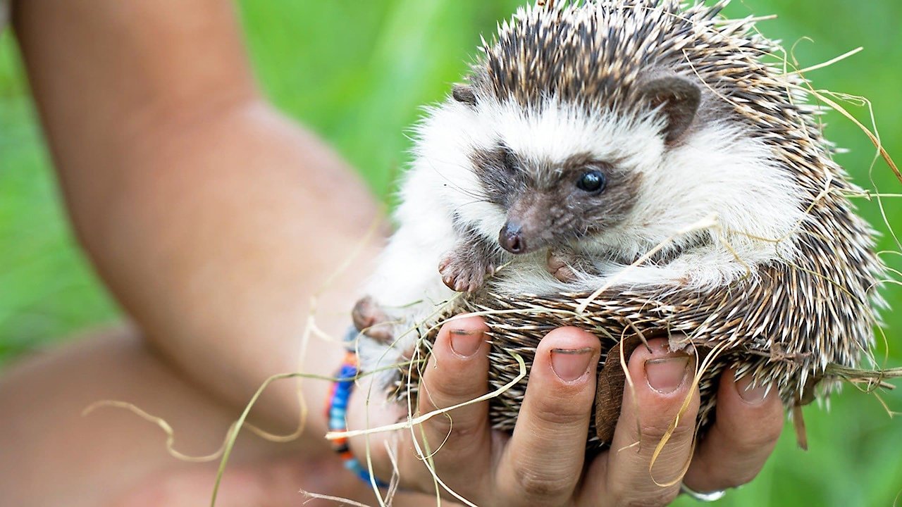 Malawi Wildlife Rescue