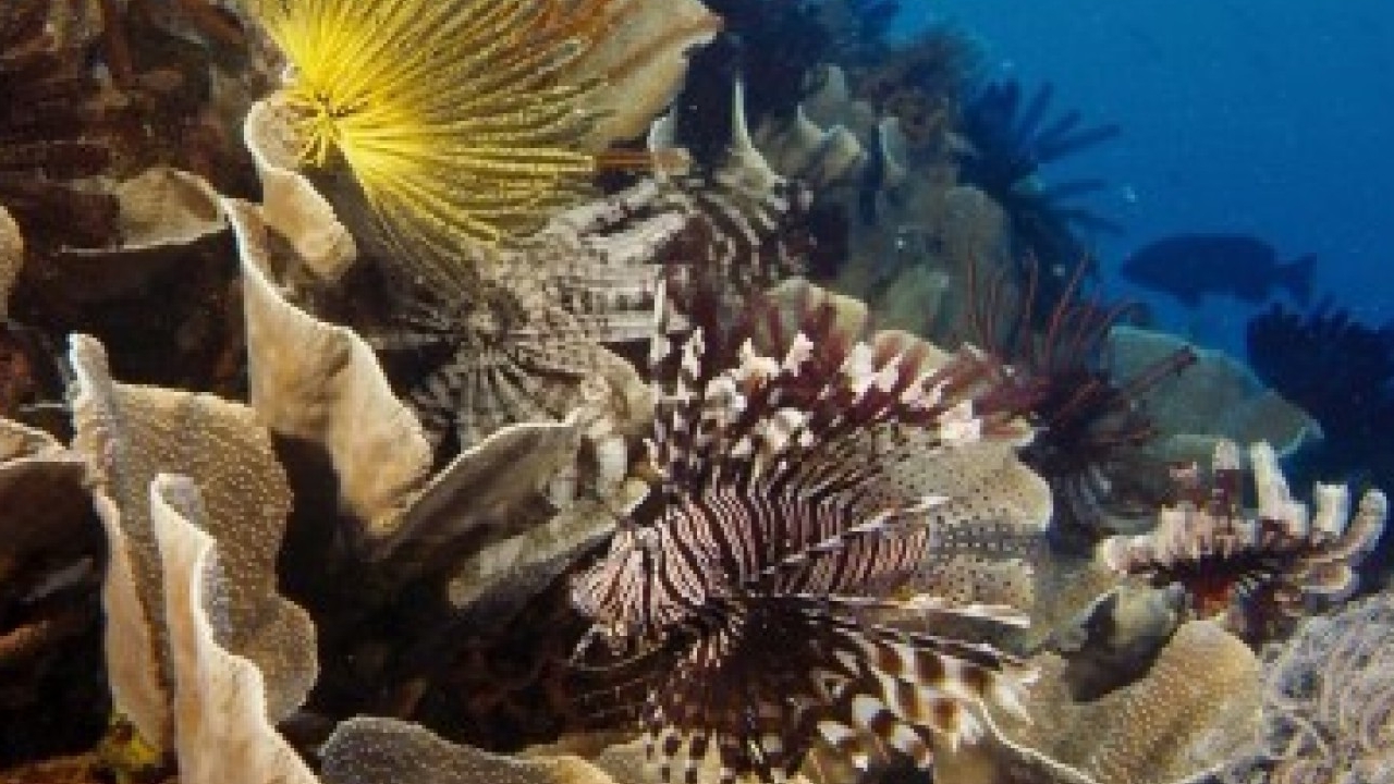 Under the Sea