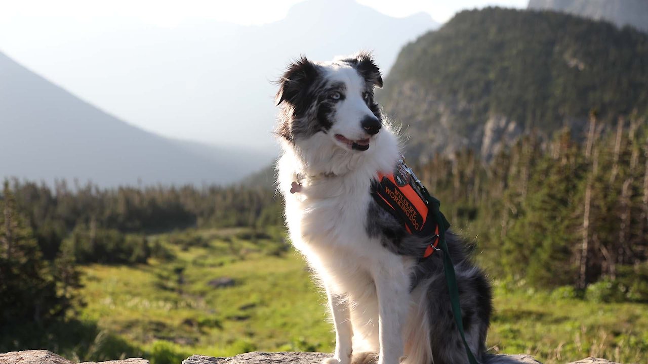 Dogs With Extraordinary Jobs