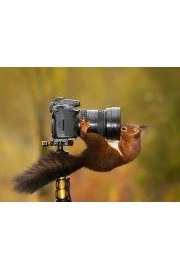 Animals Unexpected