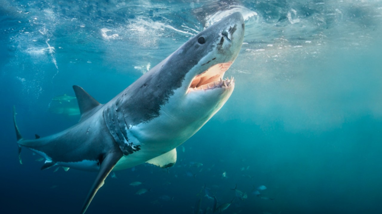 Return to Lair of the Great White