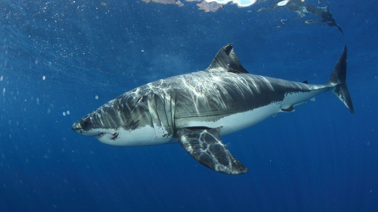 Mega Jaws of Bird Island