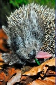 Year of the Hedgehog