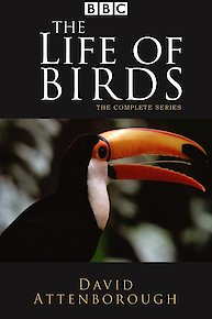 Life of Birds