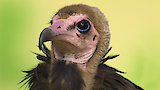 Birds of Prey