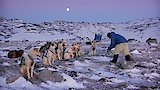 Arctic: Life In The Deep Freeze