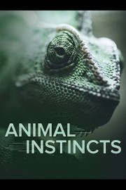 Animal Instincts