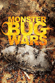 Monster Bug Wars