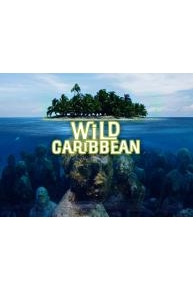 Wild Caribbean