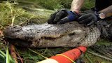 Sex and the Single Gator